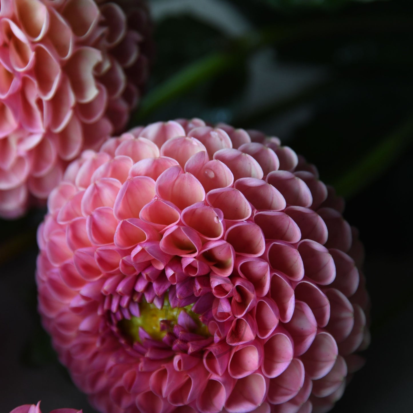 Dahlia 'Little Peaches'