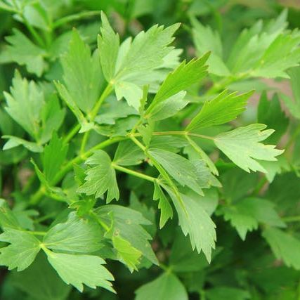 Close-up of green lovage leaves with a blurred background