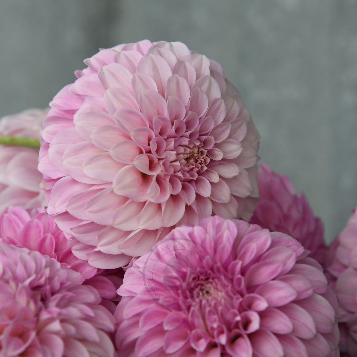 Dahlia 'Mellum Nina'