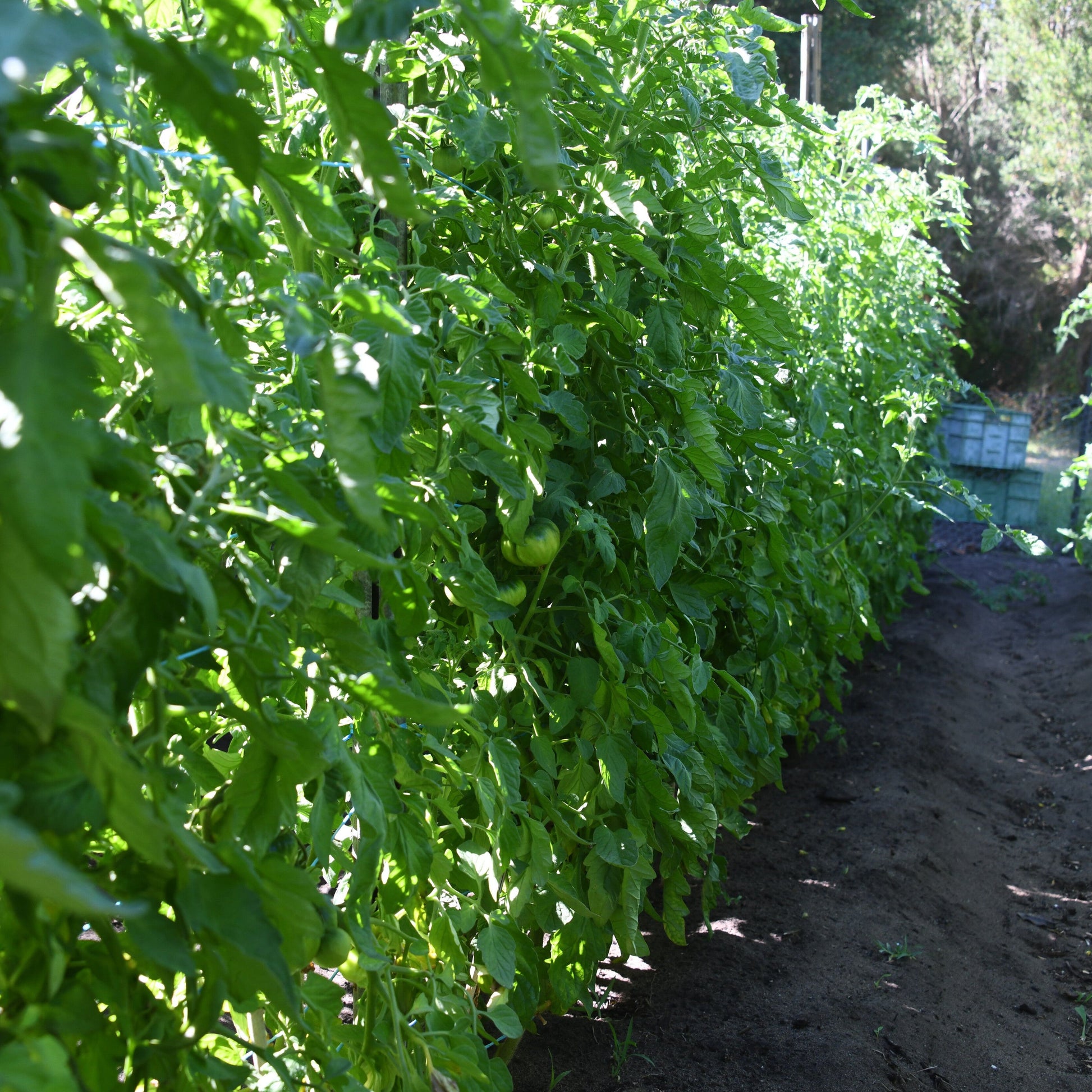 Rows of green plants growing in a garden with a dirt path.