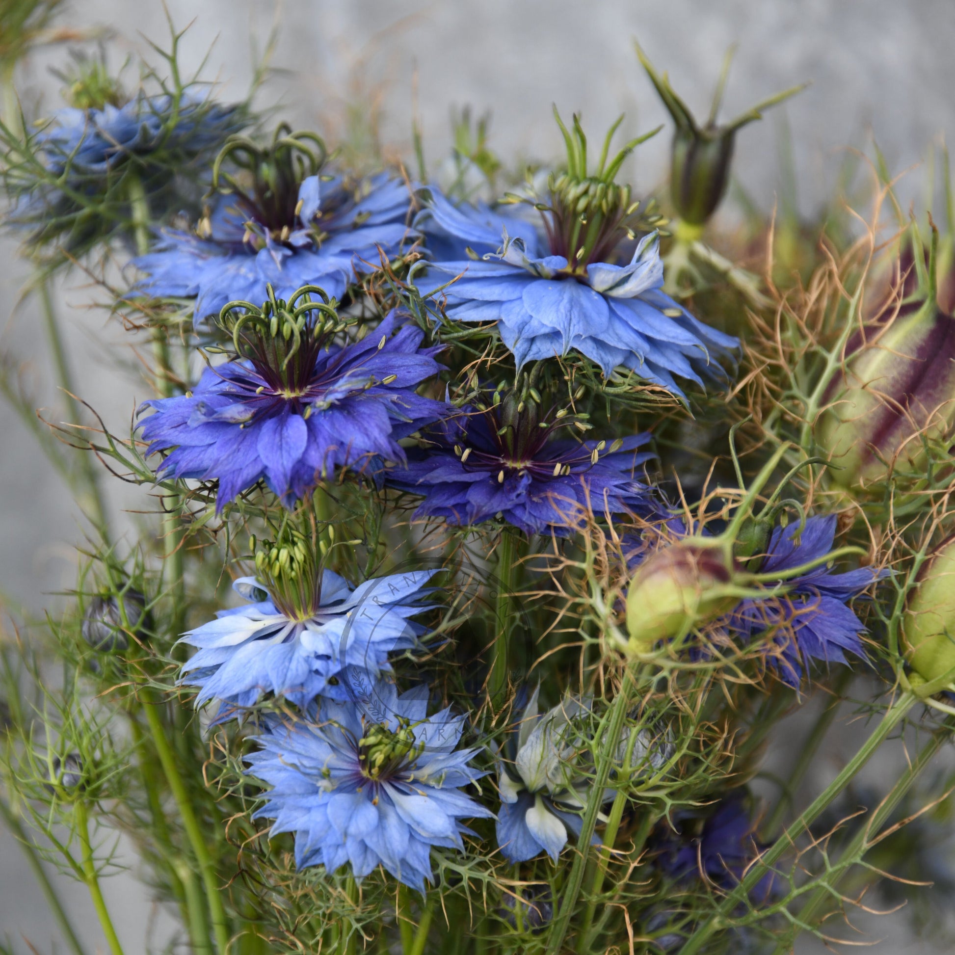 Bouquet of blue flowers with green stems against a gray background