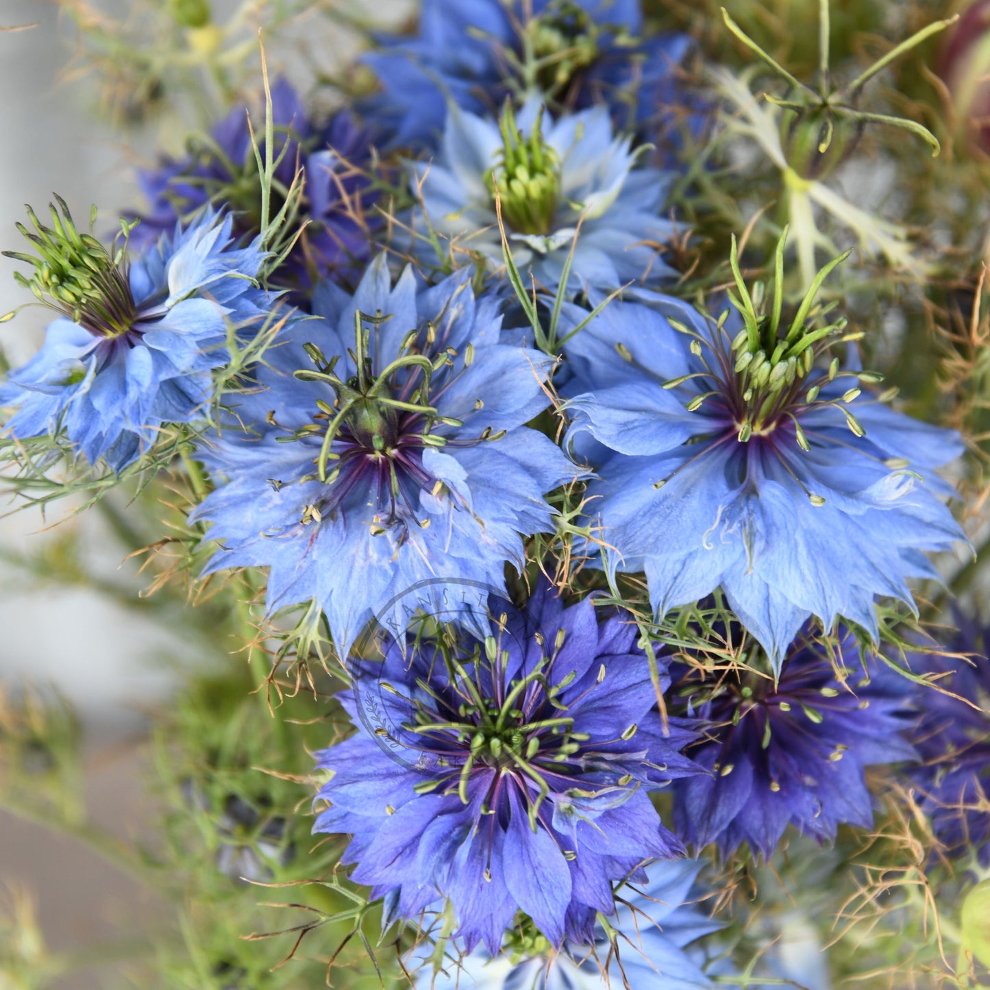 Close-up of blue flowers with green stems and leaves.