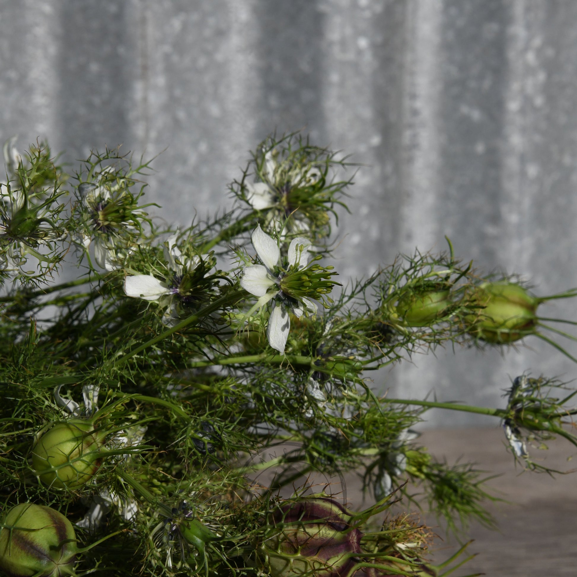 Bouquet of white flowers with green leaves against a gray background