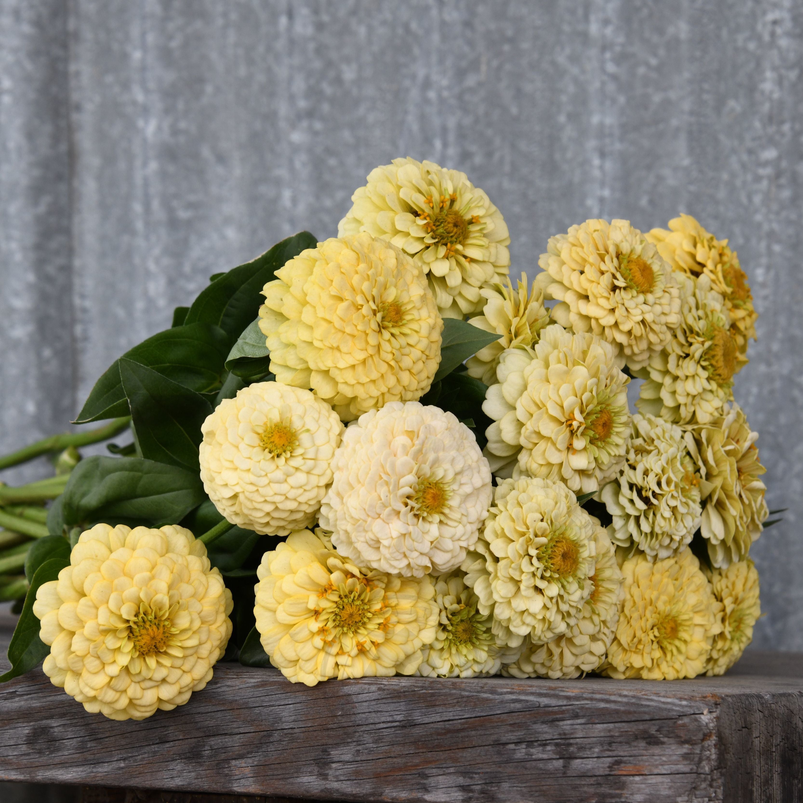 Zinnia 'Oklahoma Ivory' – Transition Farm