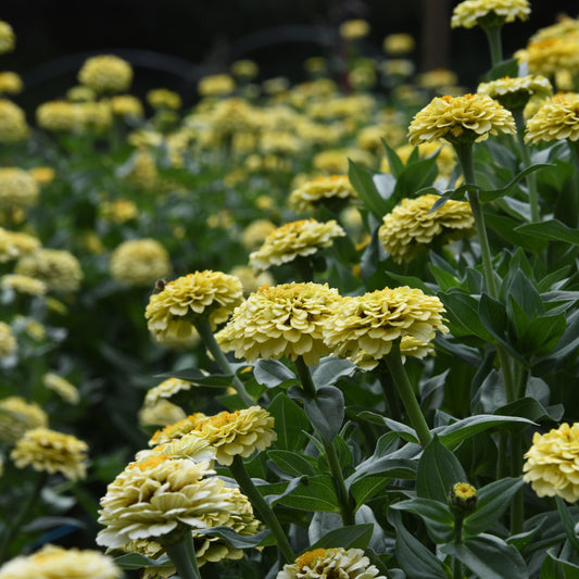 Zinnia 'Oklahoma Ivory'