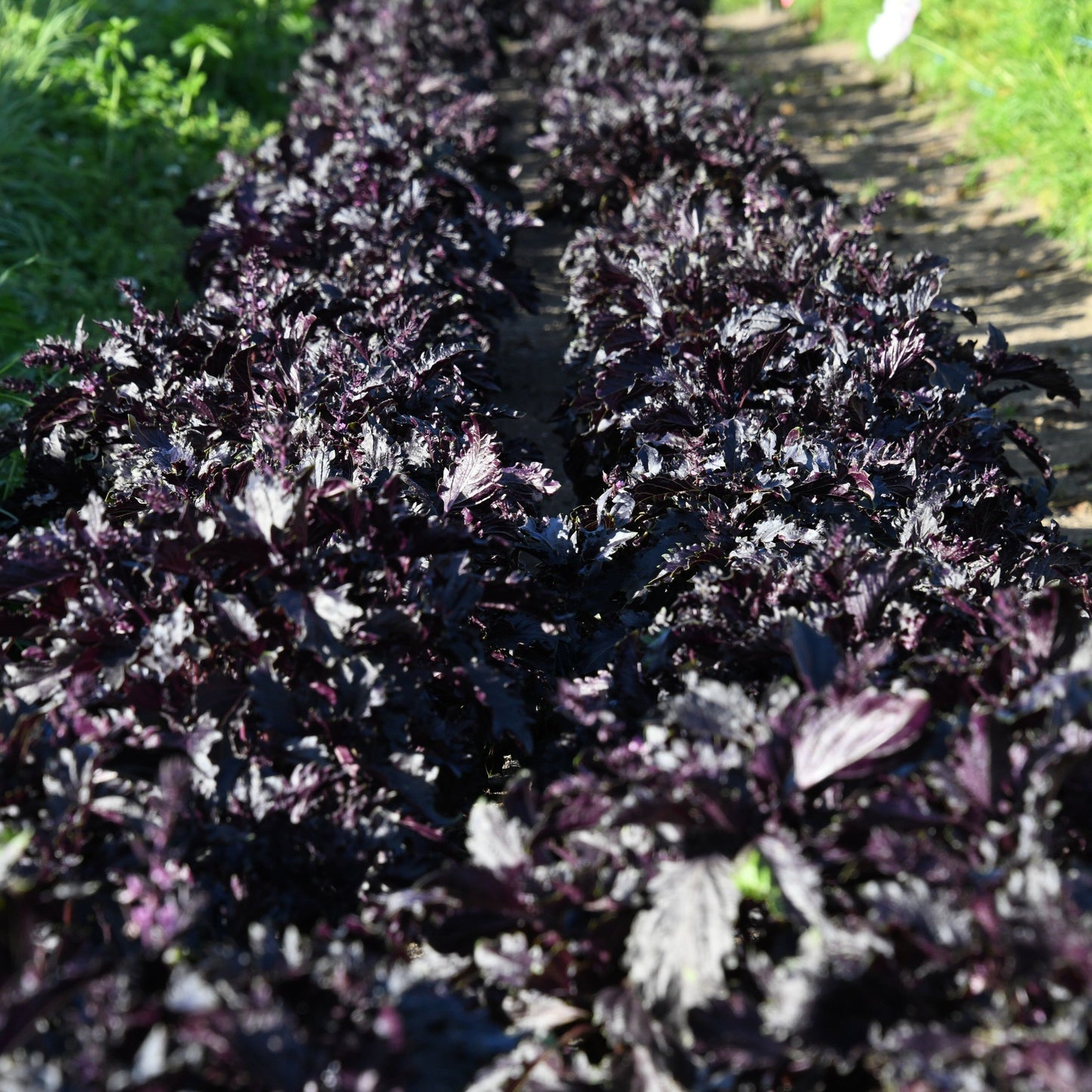 Row of dark purple leafy plants growing on a path with grass on either side.