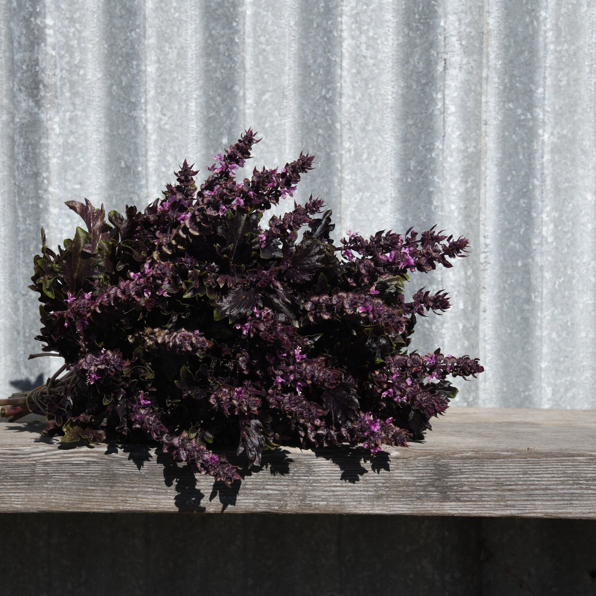 Purple flowering plant on a wooden surface with a corrugated metal background