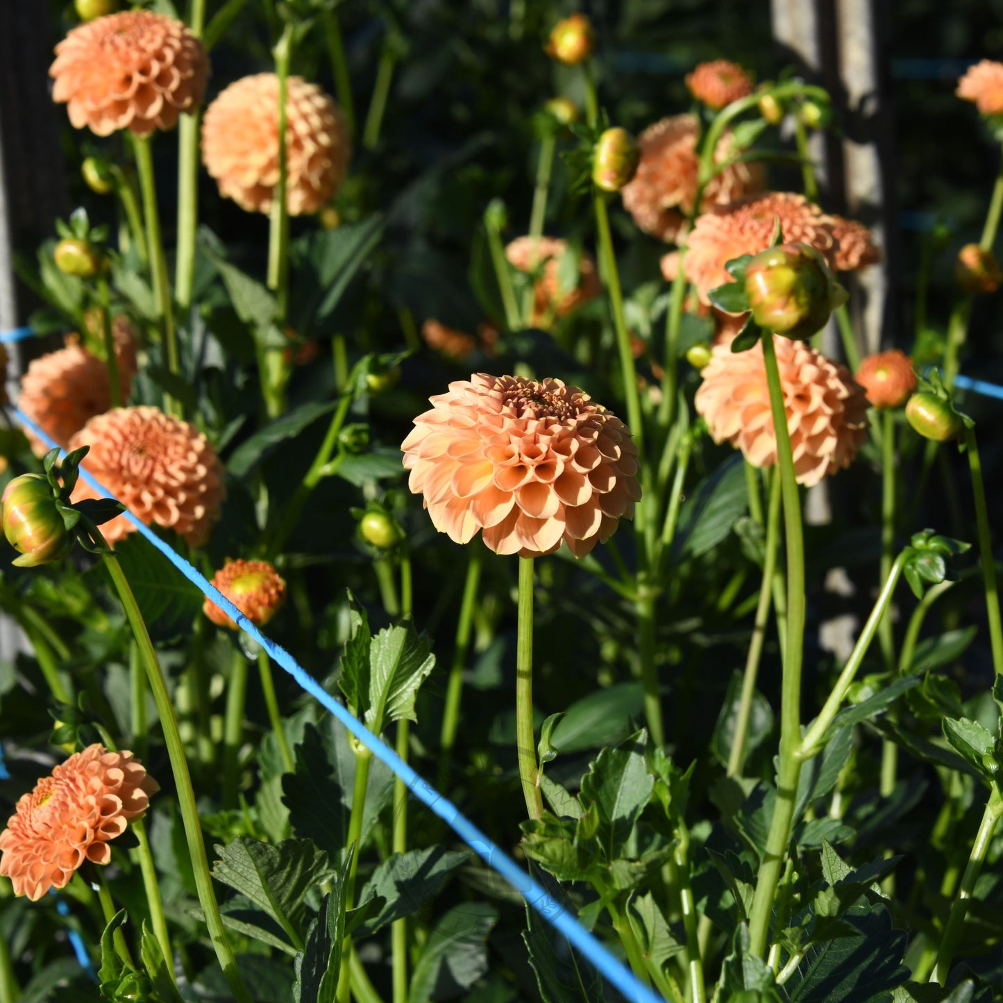 Dahlia 'Orange Pom'