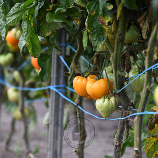 Tomato 'Orange Strawberry'