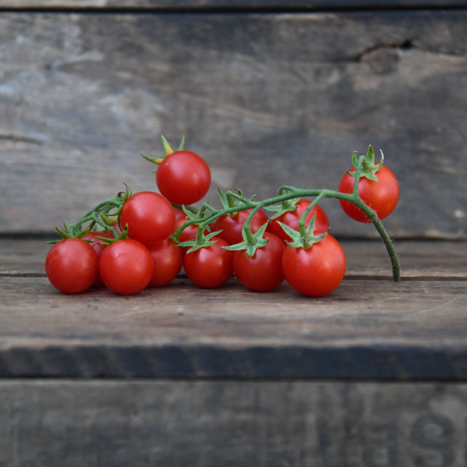 cherry red tomatoes on a vine on wooden crate