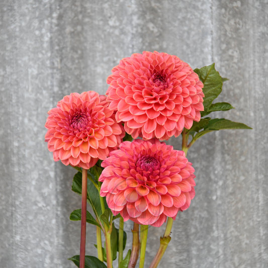 Dahlia 'Peachy'
