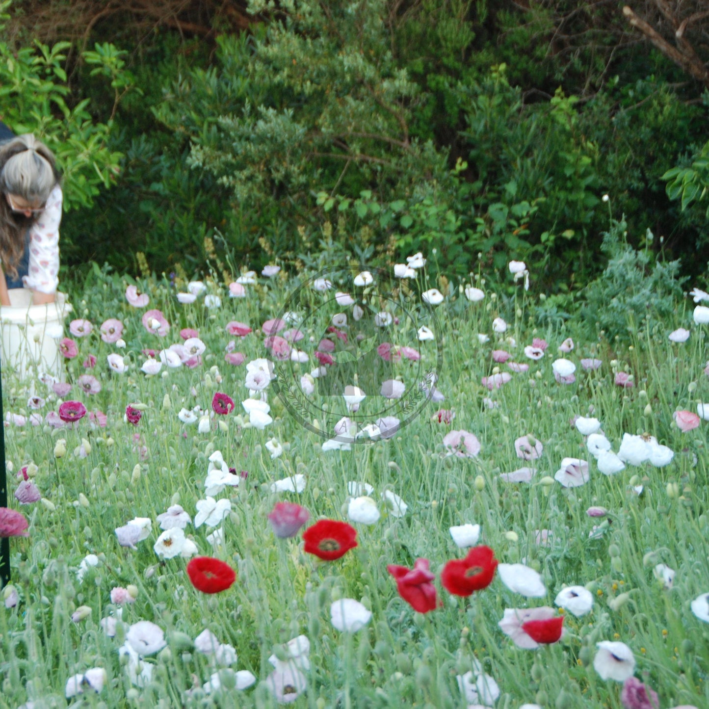 Person tending to flowers in a field with greenery in the background