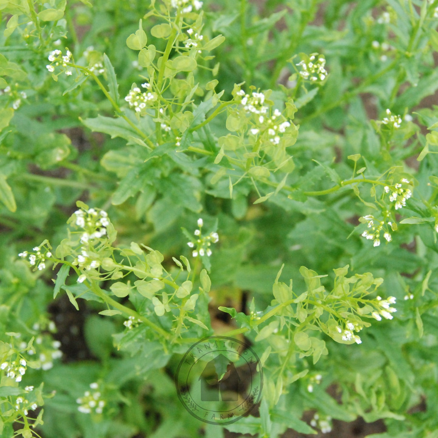 Close-up of a green plant with small white flowers
