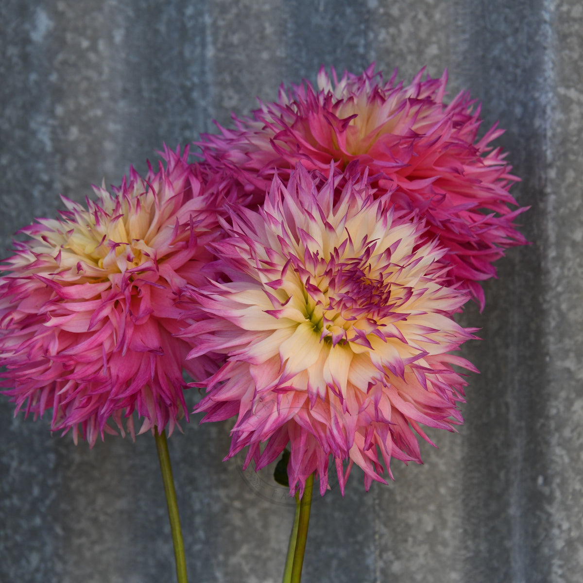 Dahlia 'Pinelands Princess'