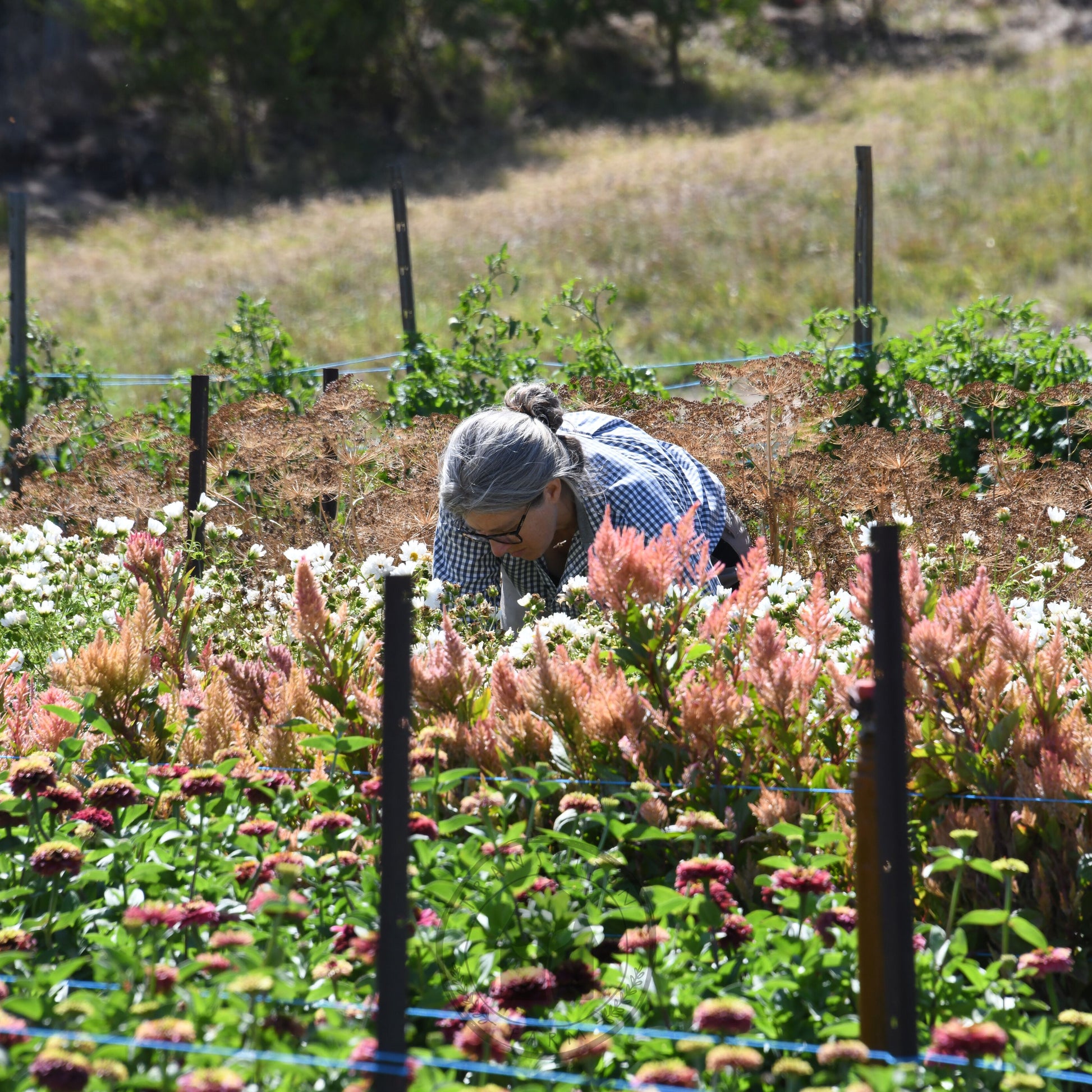 Person tending to a garden with flowers and plants
