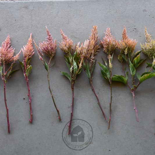 Row of dried floral stems with varying colors on a gray surface