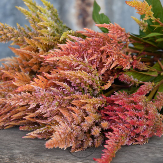 Bouquet of multicolored ferns on a wooden surface with a blurred background