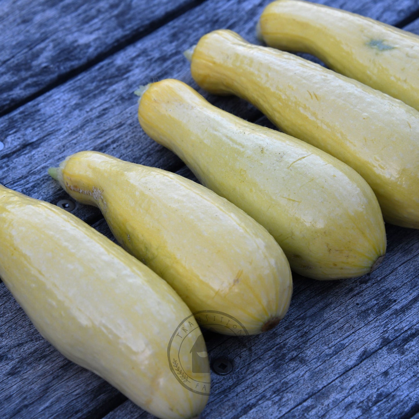 Zucchini 'Success PM Straightneck'