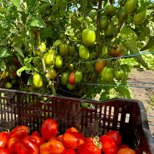 Tomato 'Pomodora Roma Nano'