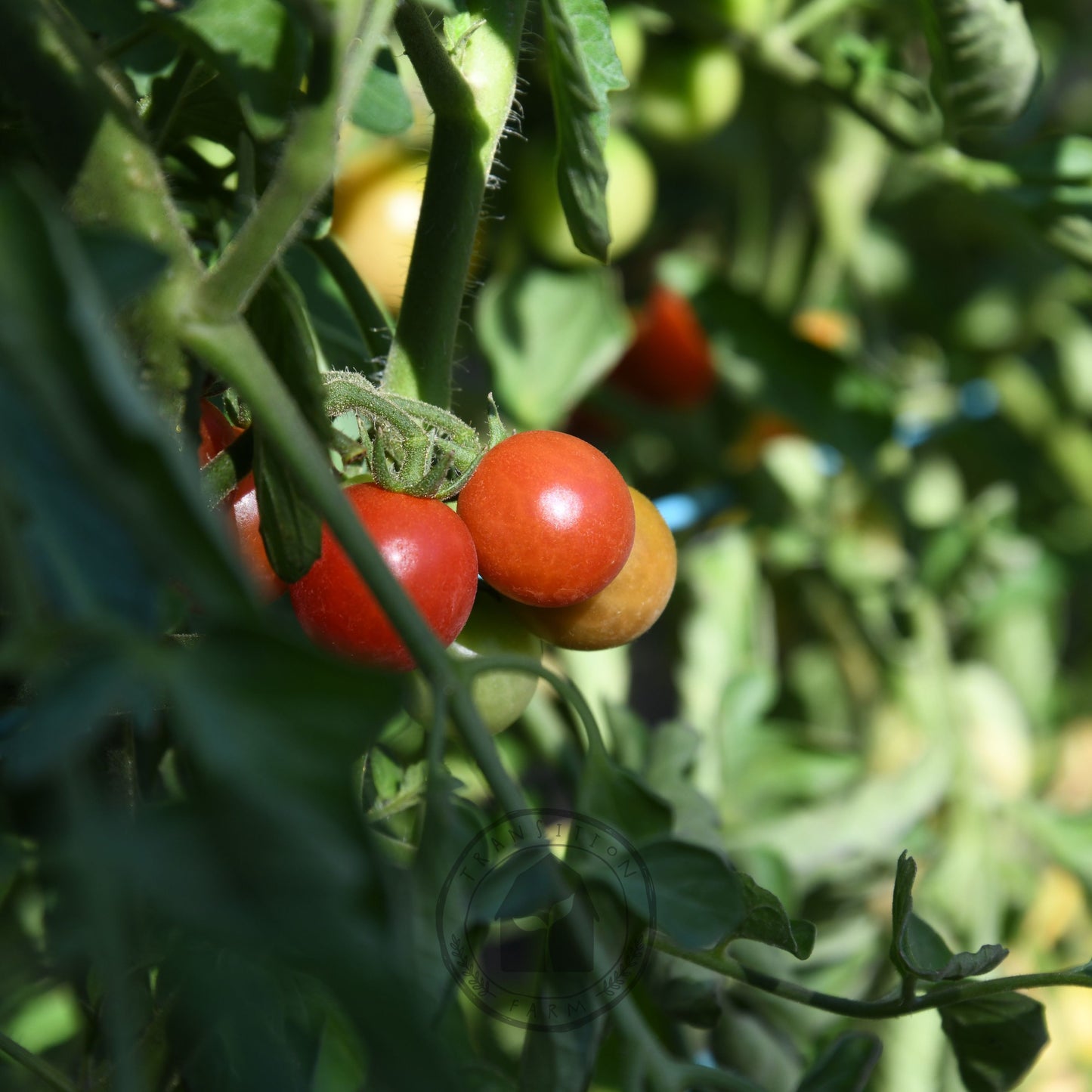 Tomato 'Principe Borghese'