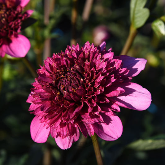 Dahlia 'Purex'