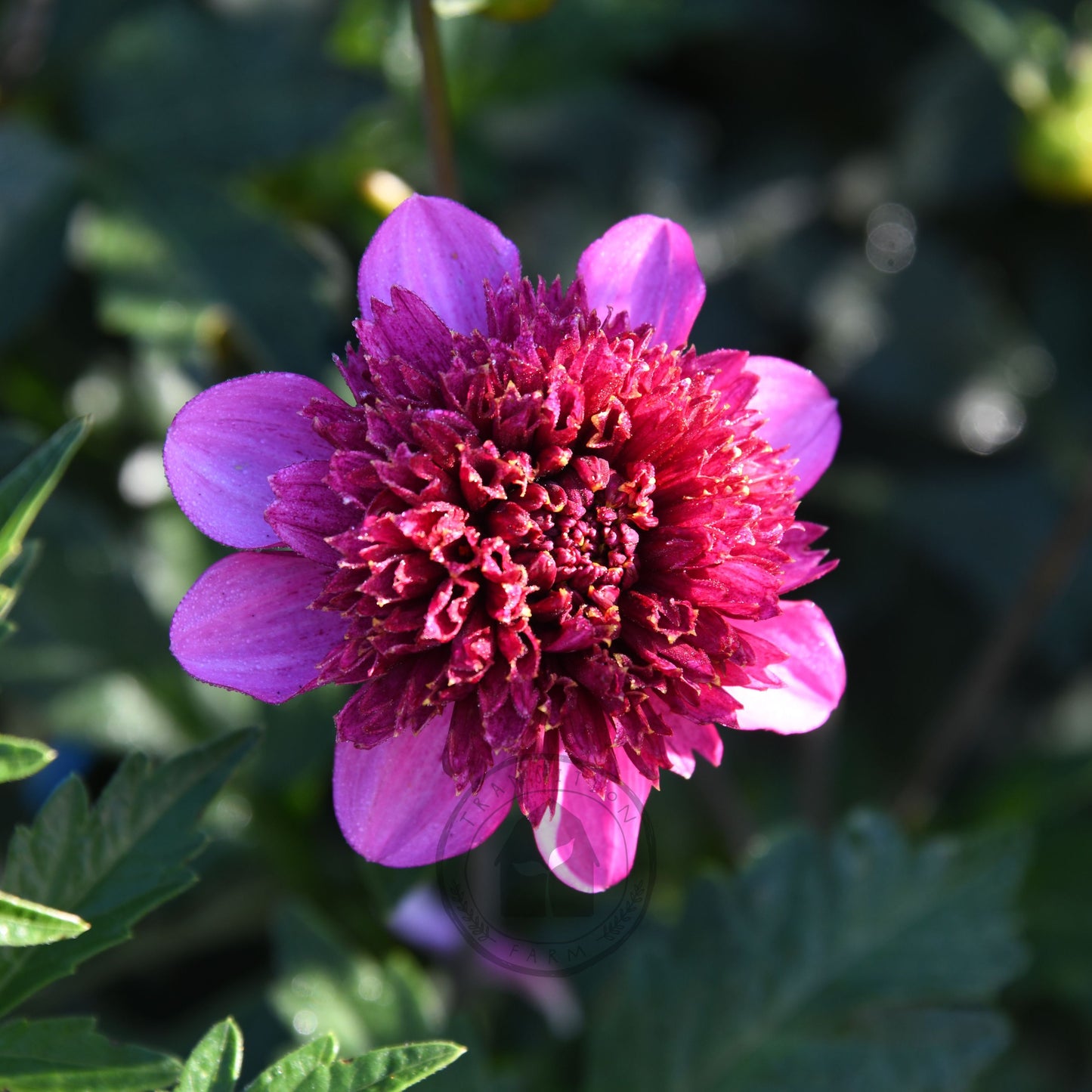 Dahlia 'Purex'