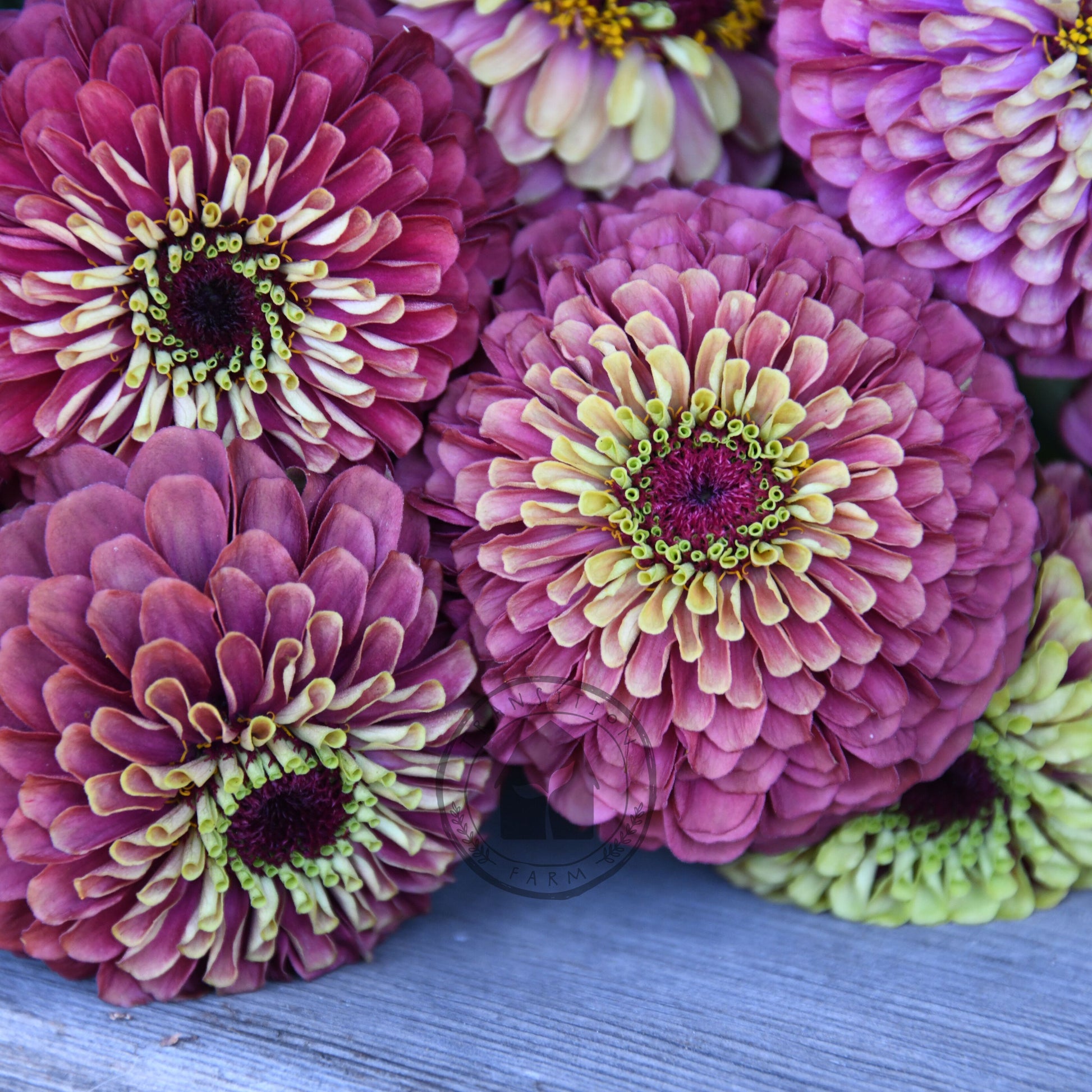 Close-up of pink and purple flowers with green centers on a wooden surface