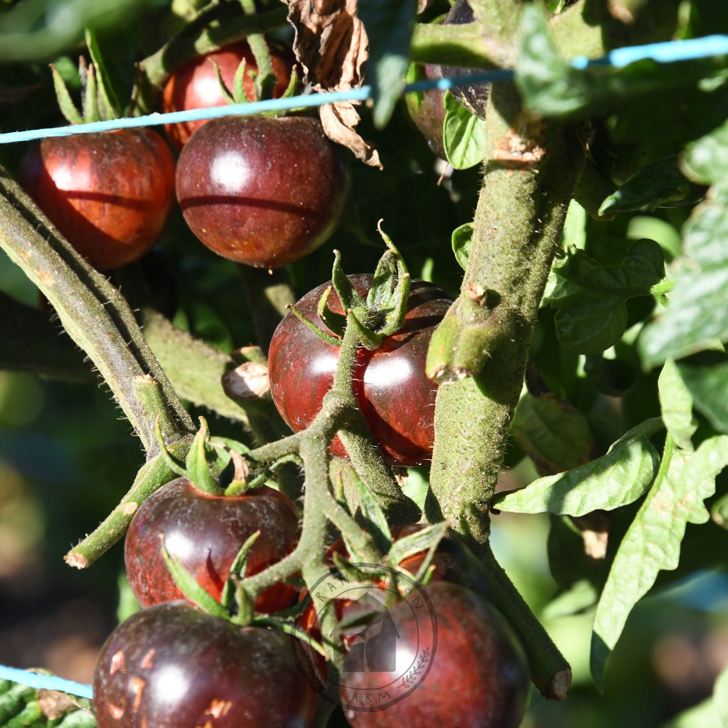 Tomato 'Queen of the Night'