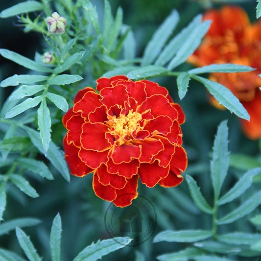 Marigold 'Red Brocade'