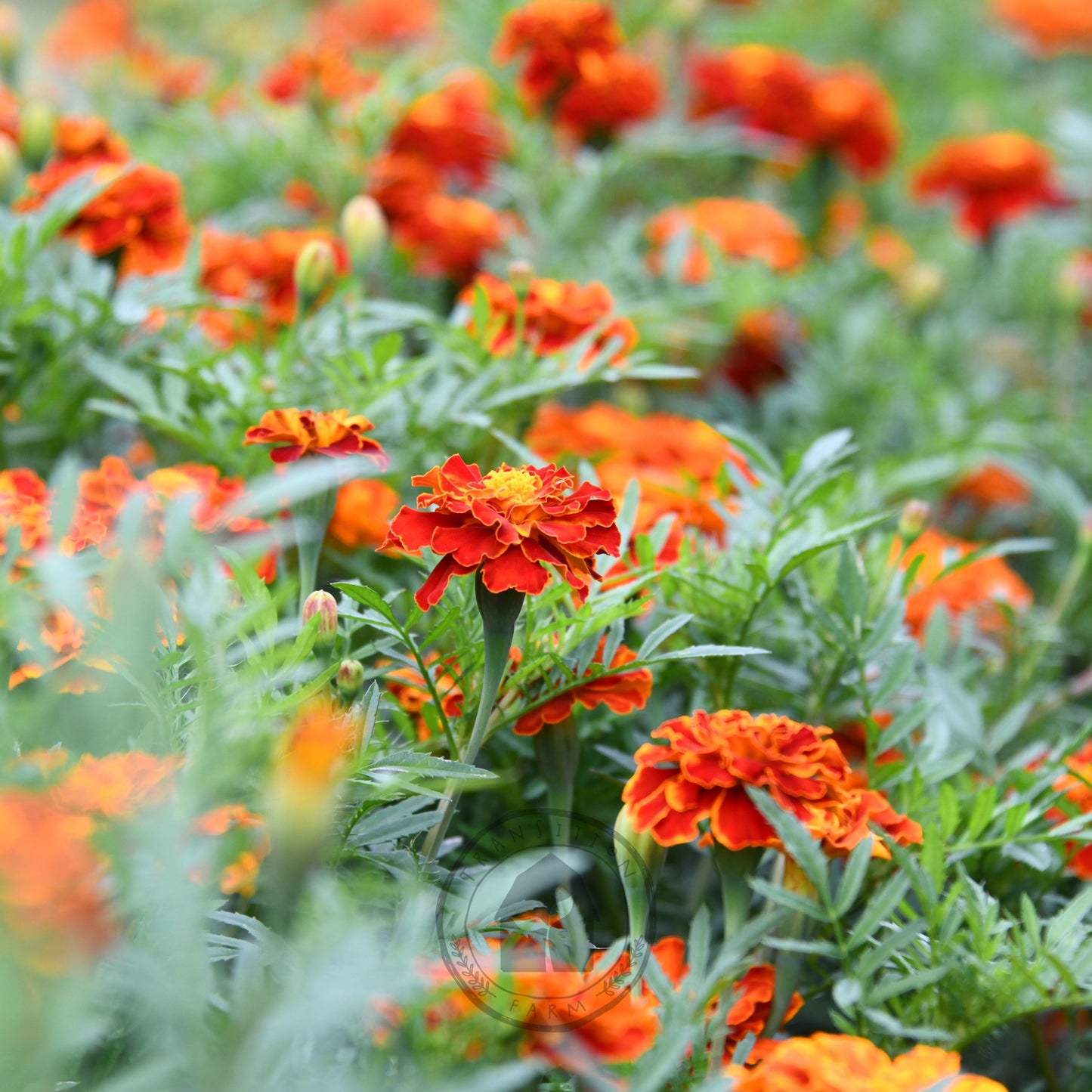Marigold 'Red Brocade'