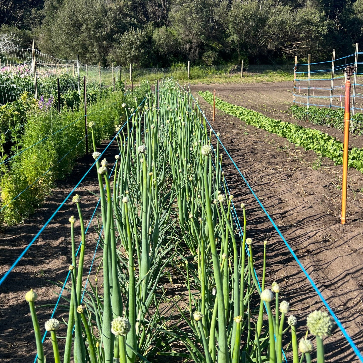 Onion 'Reg O'Connor' Cipollini