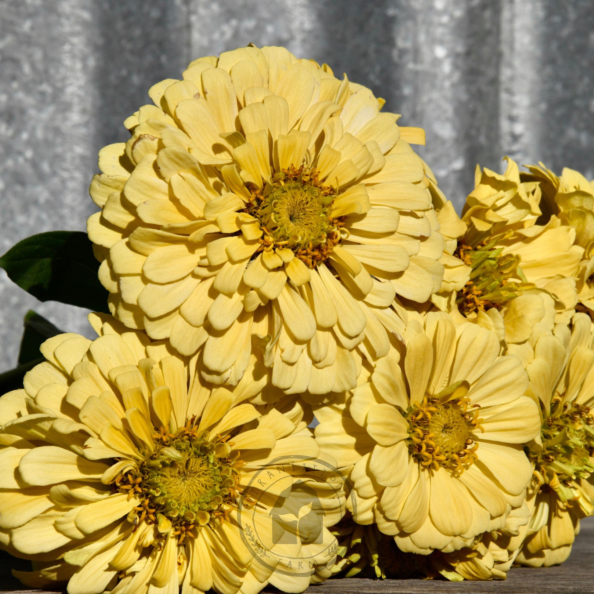 Yellow flowers on a wooden surface with a metallic background