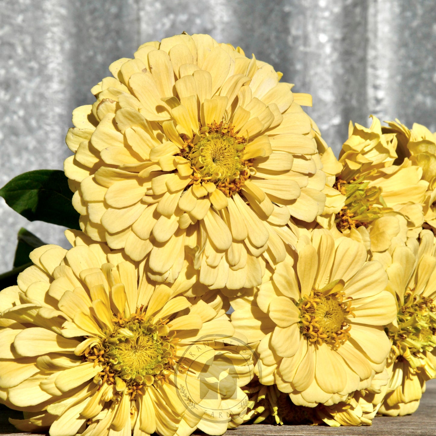 Zinnia 'Isabellina Creamy Yellow'