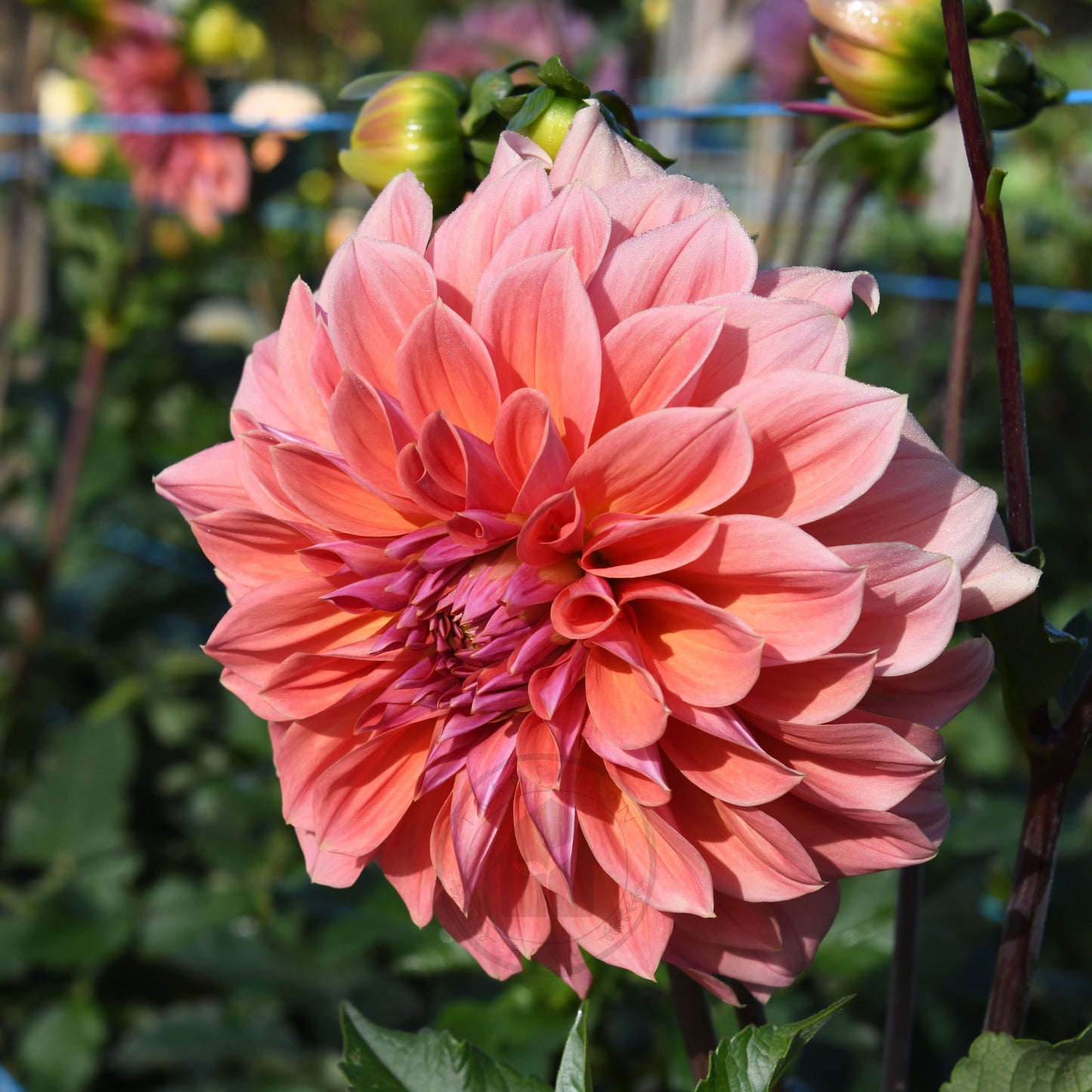 Dahlia 'Riverview Joy'