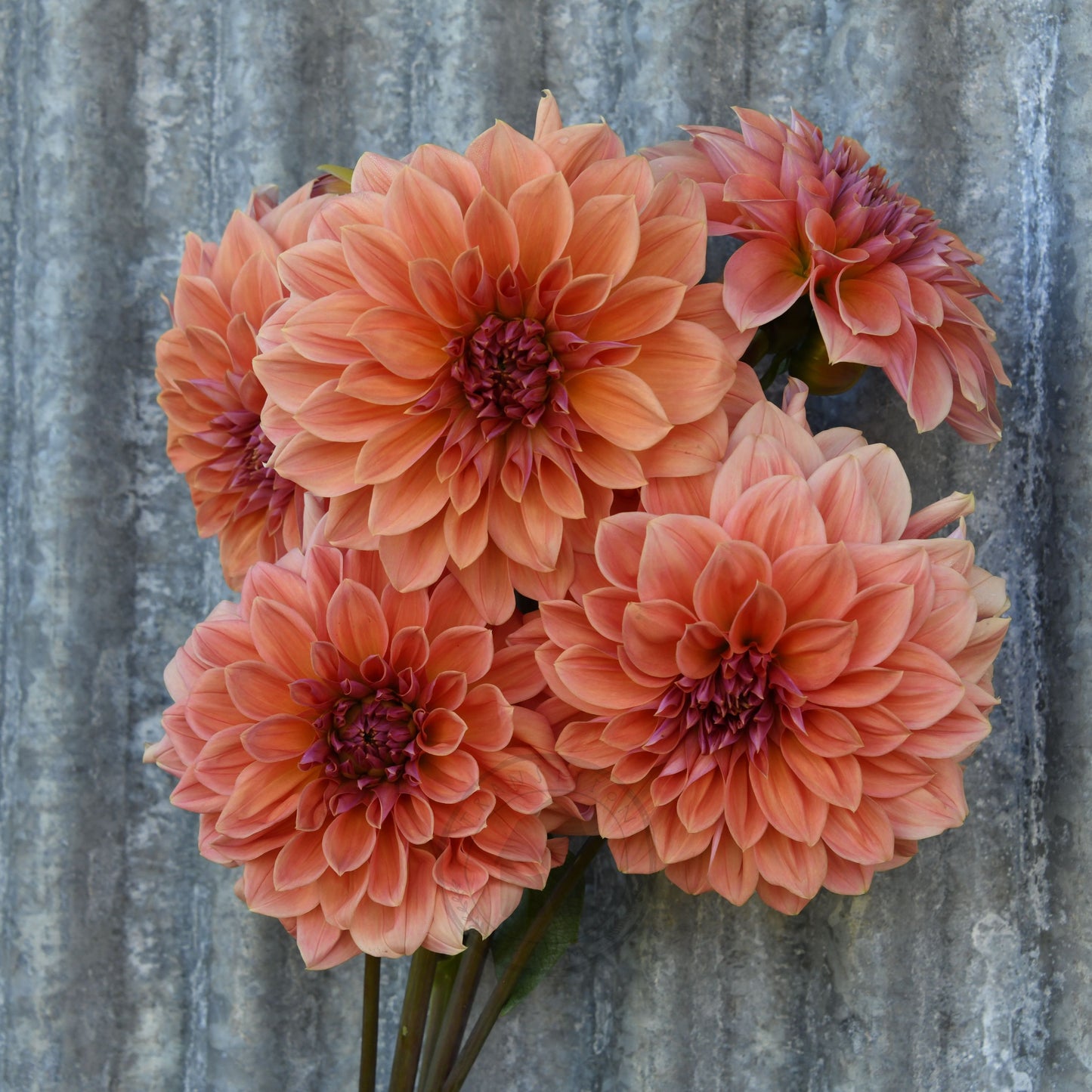 Dahlia 'Riverview Joy'