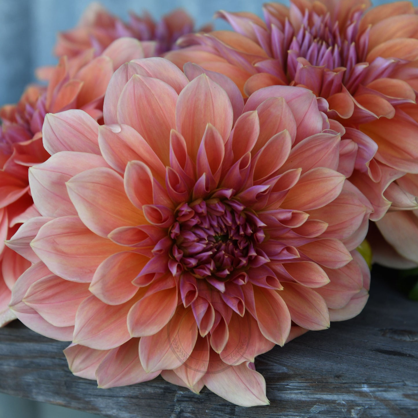 Dahlia 'Riverview Joy'
