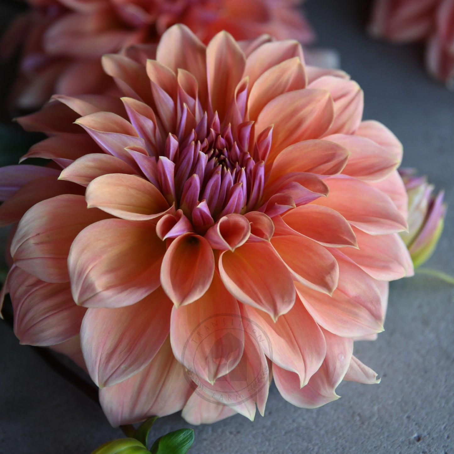 Dahlia 'Riverview Joy'