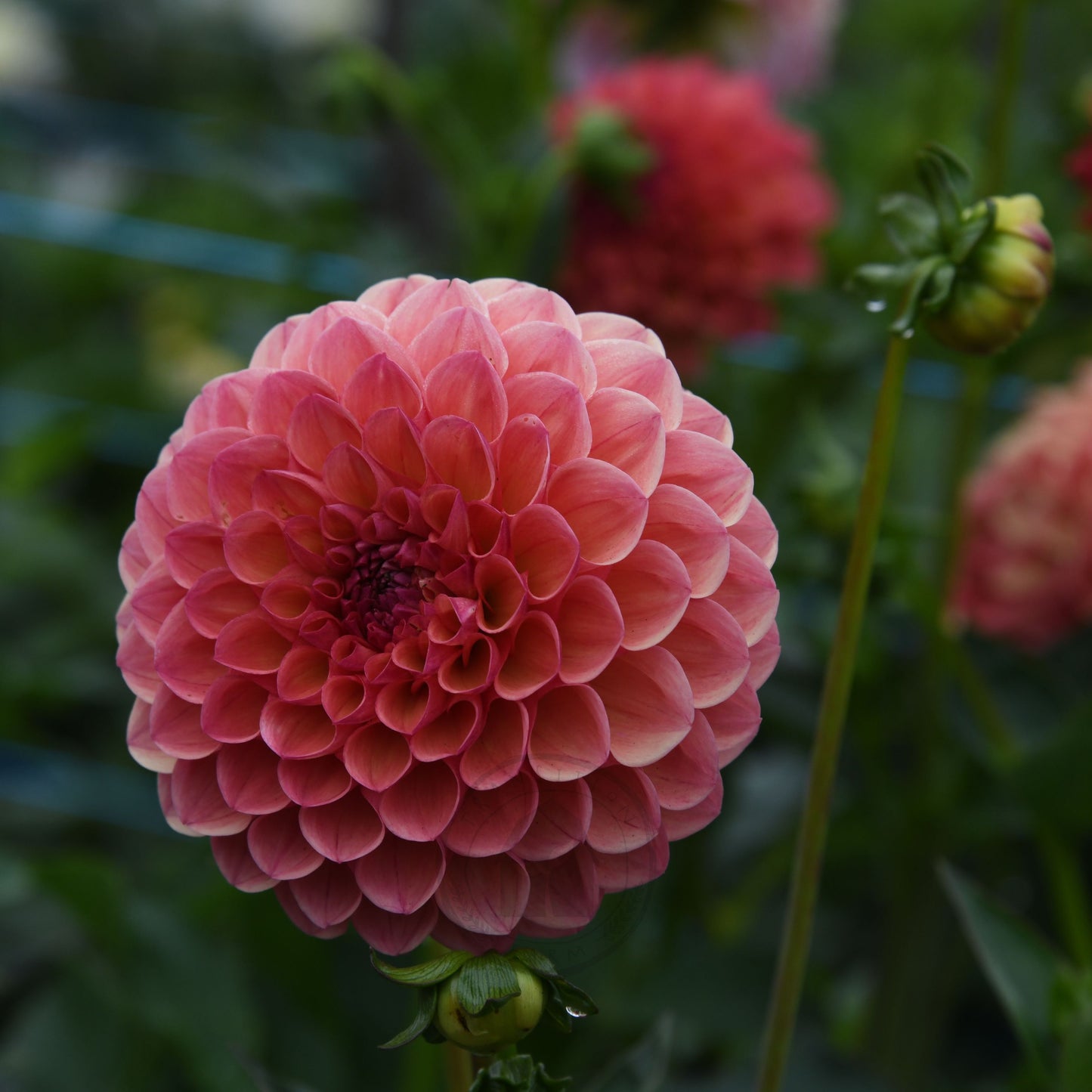 Dahlia 'Robin Hood'