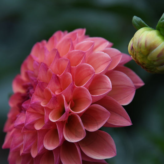 Dahlia 'Robin Hood'