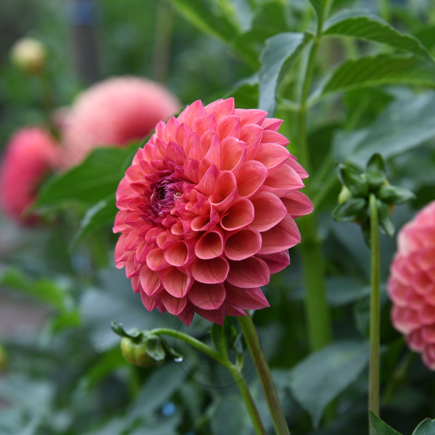 Dahlia 'Robin Hood'