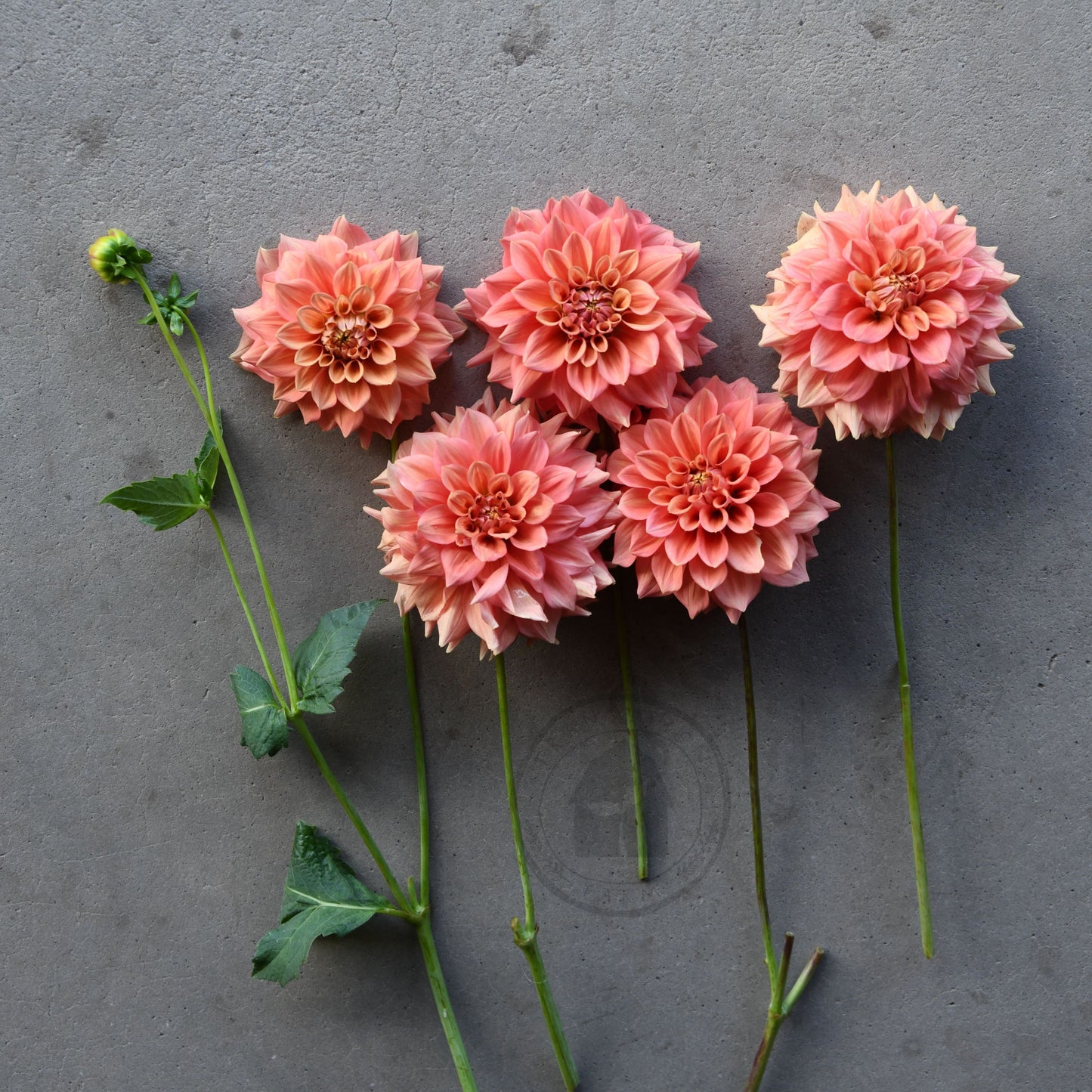 Dahlia 'Romahoney Ross'