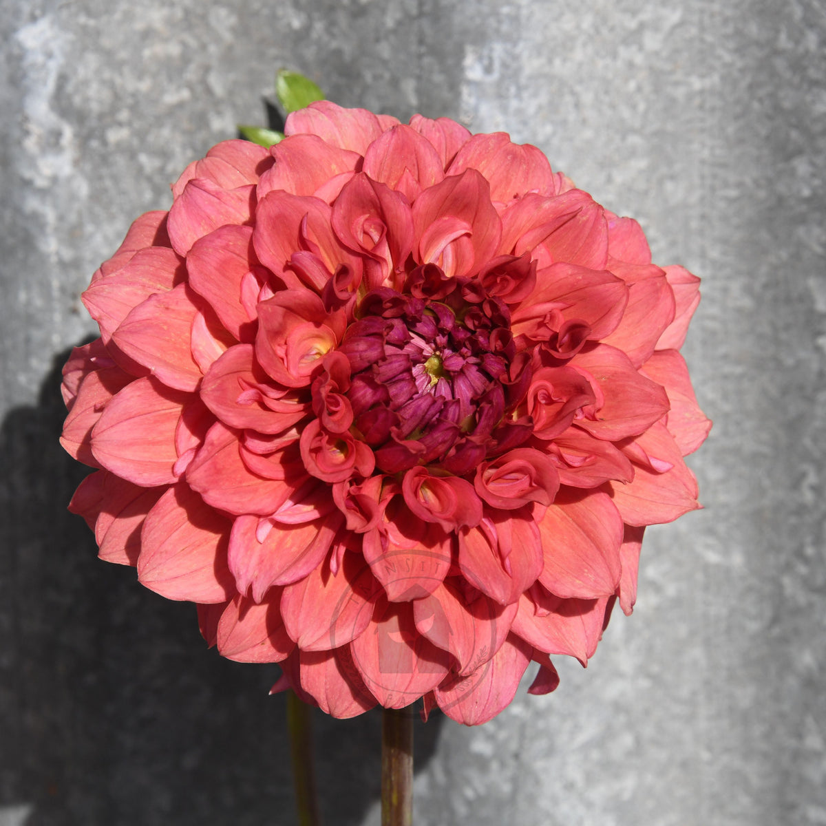 Dahlia 'Saffron Petticoats'