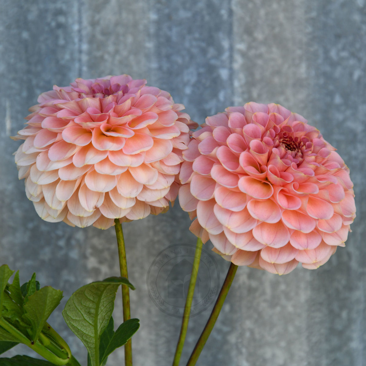 Dahlia 'Salmon Joy'
