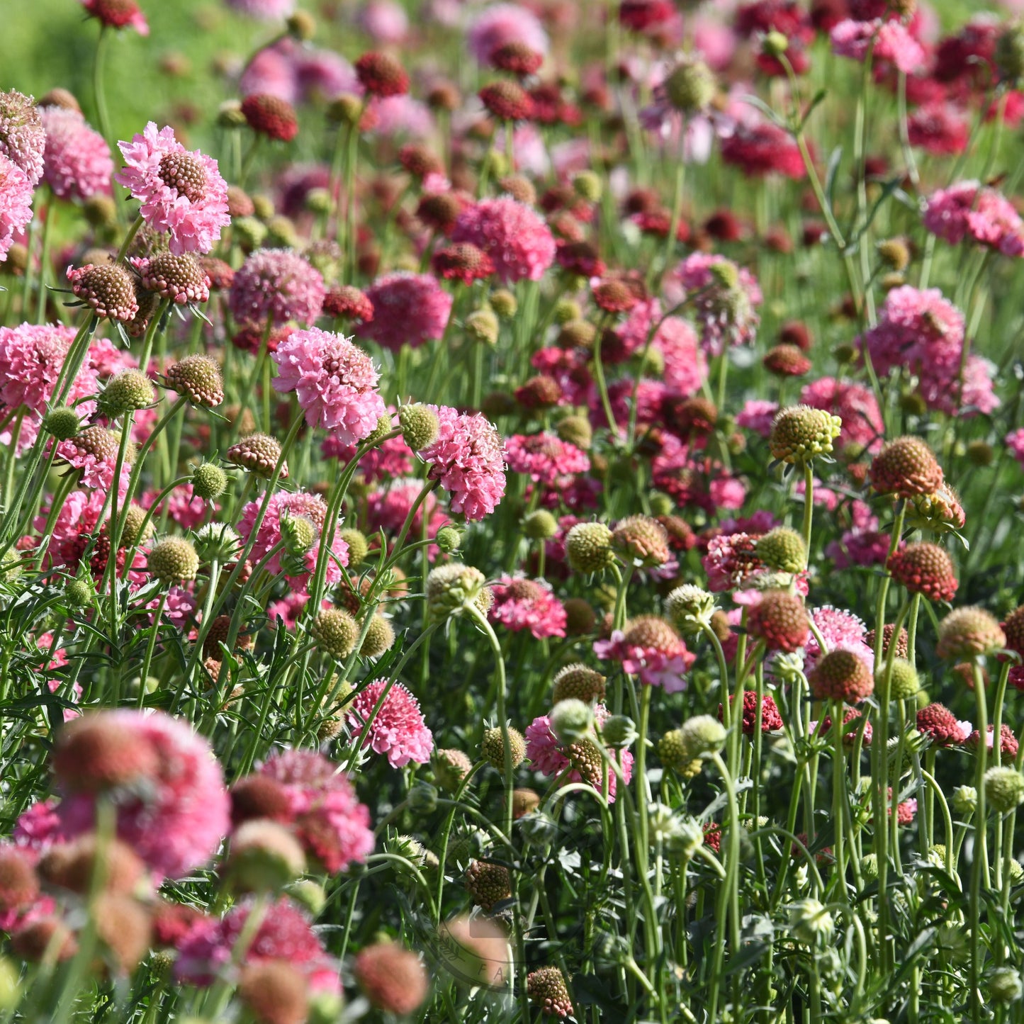 Field of pink and red flowers with green grass