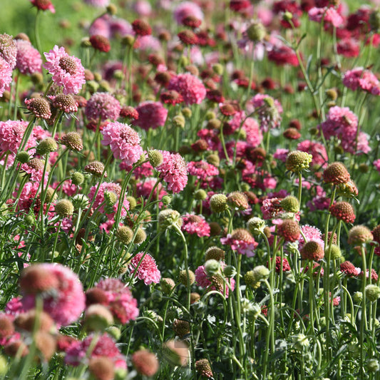 Field of pink and red flowers with green grass
