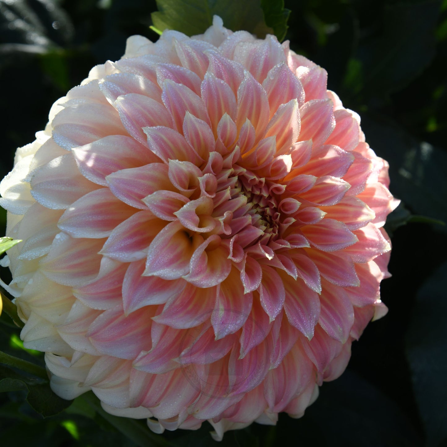 Dahlia 'Bracken Sarah'  (Sand Dune)