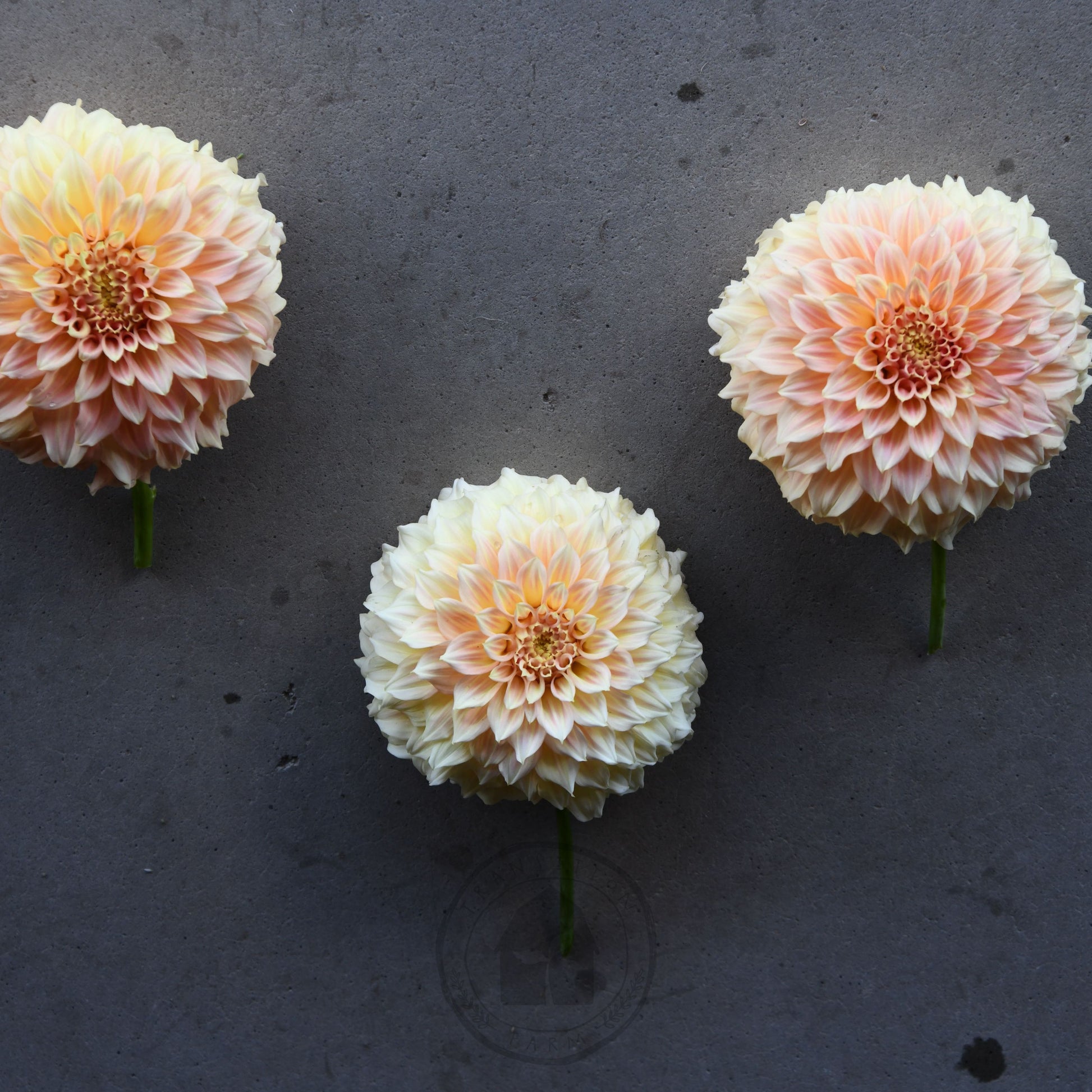 Three pink dahlias on a dark gray background