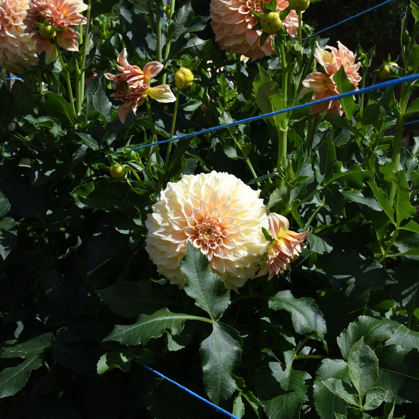 Dahlia 'Bracken Sarah'  (Sand Dune)