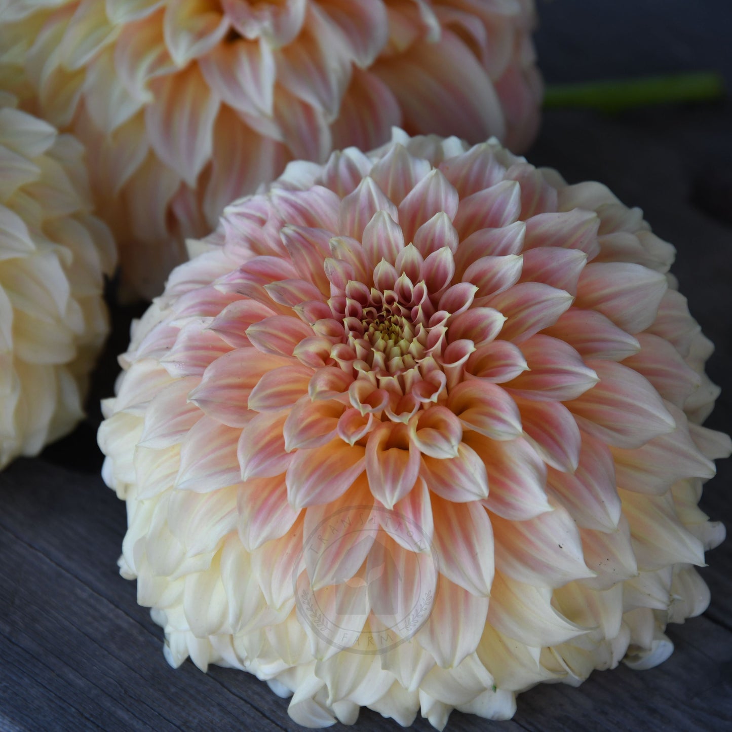 Dahlia 'Bracken Sarah'  (Sand Dune)