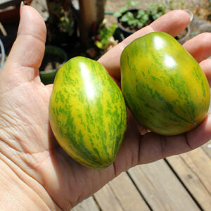 Two green and yellow striped fruits held in a hand with a blurred outdoor background